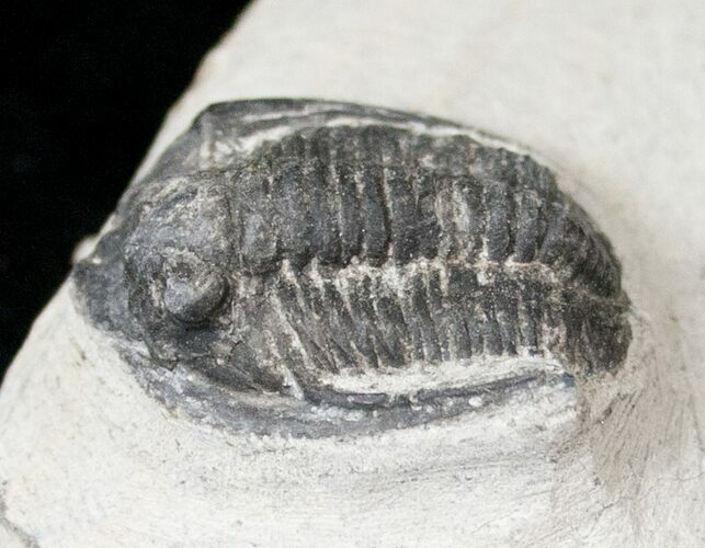 Cornuproetus Trilobite #16126